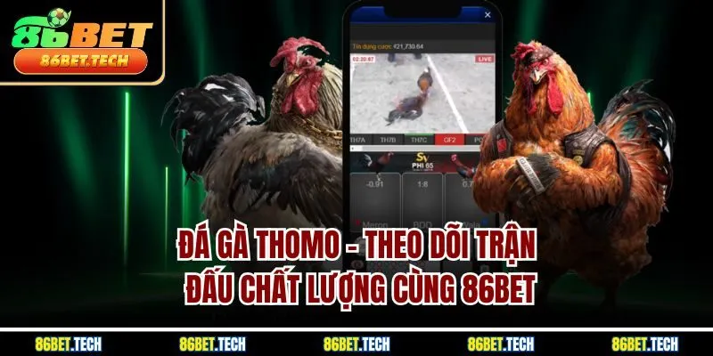 Đá Gà Thomo - Theo Dõi Trận Đấu Chất Lượng Cùng 86Bet