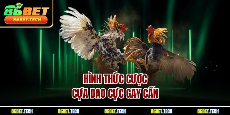 Hình thức cược cựa dao cực gay cấn
