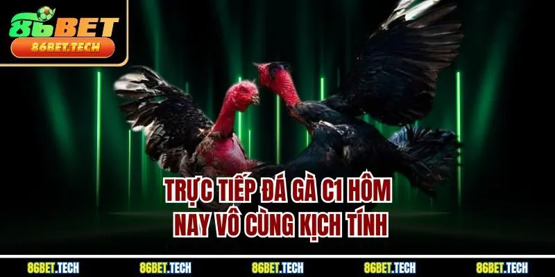 Trực tiếp đá gà C1 hôm nay vô cùng kịch tính